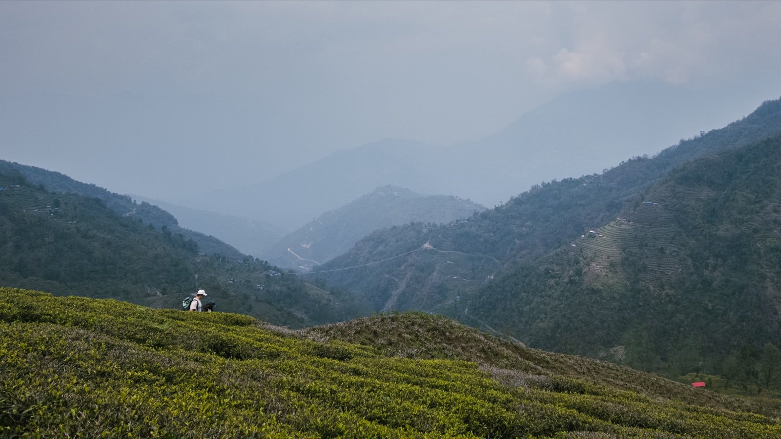 Plantacja Pathivara 2100 m, biała herbata z Nepalu, First Flush