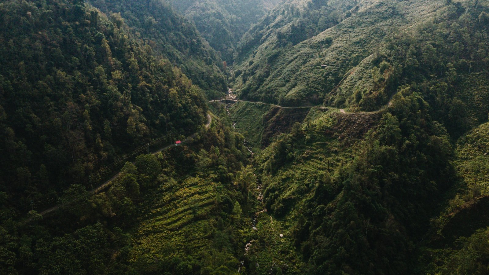 Suszenie naturalne białej herbaty na bambusowych matach w Nepalu