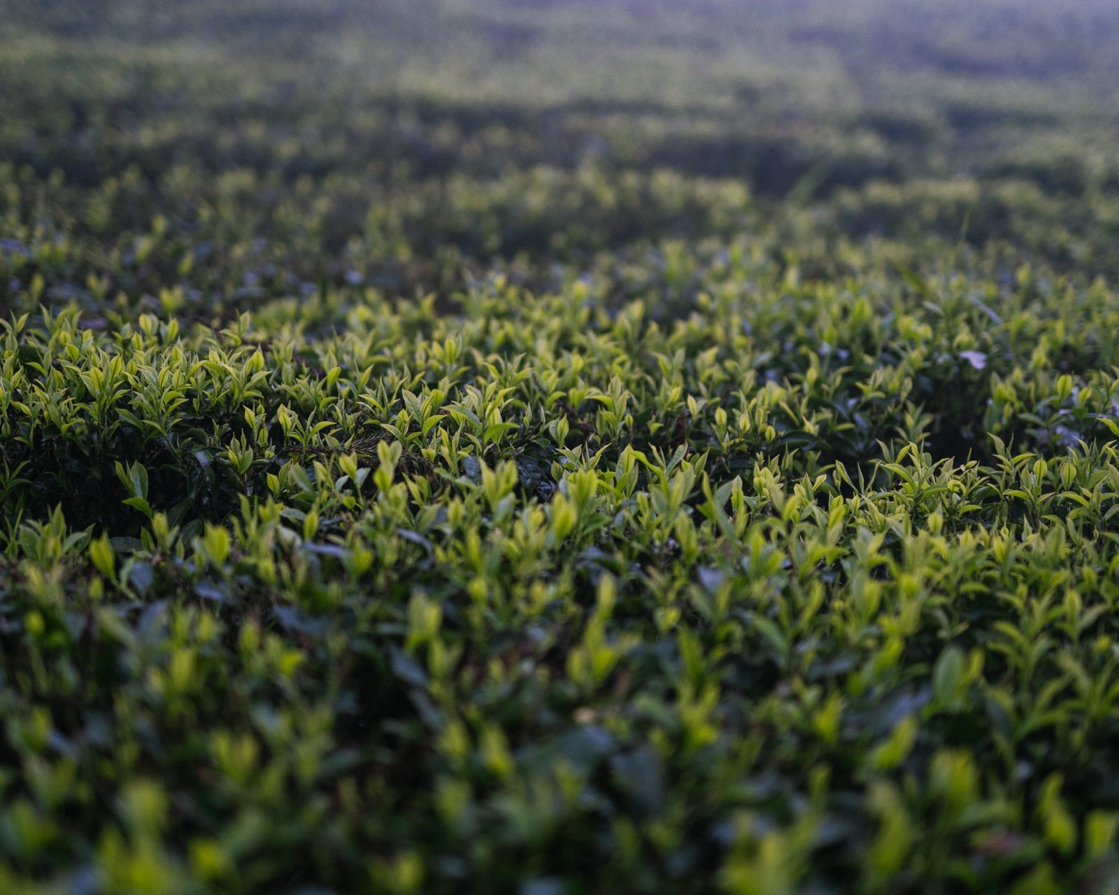 Wide shot plantacji Mai Pokhari — krzewy oolongu i chmury w dolinie Ilam