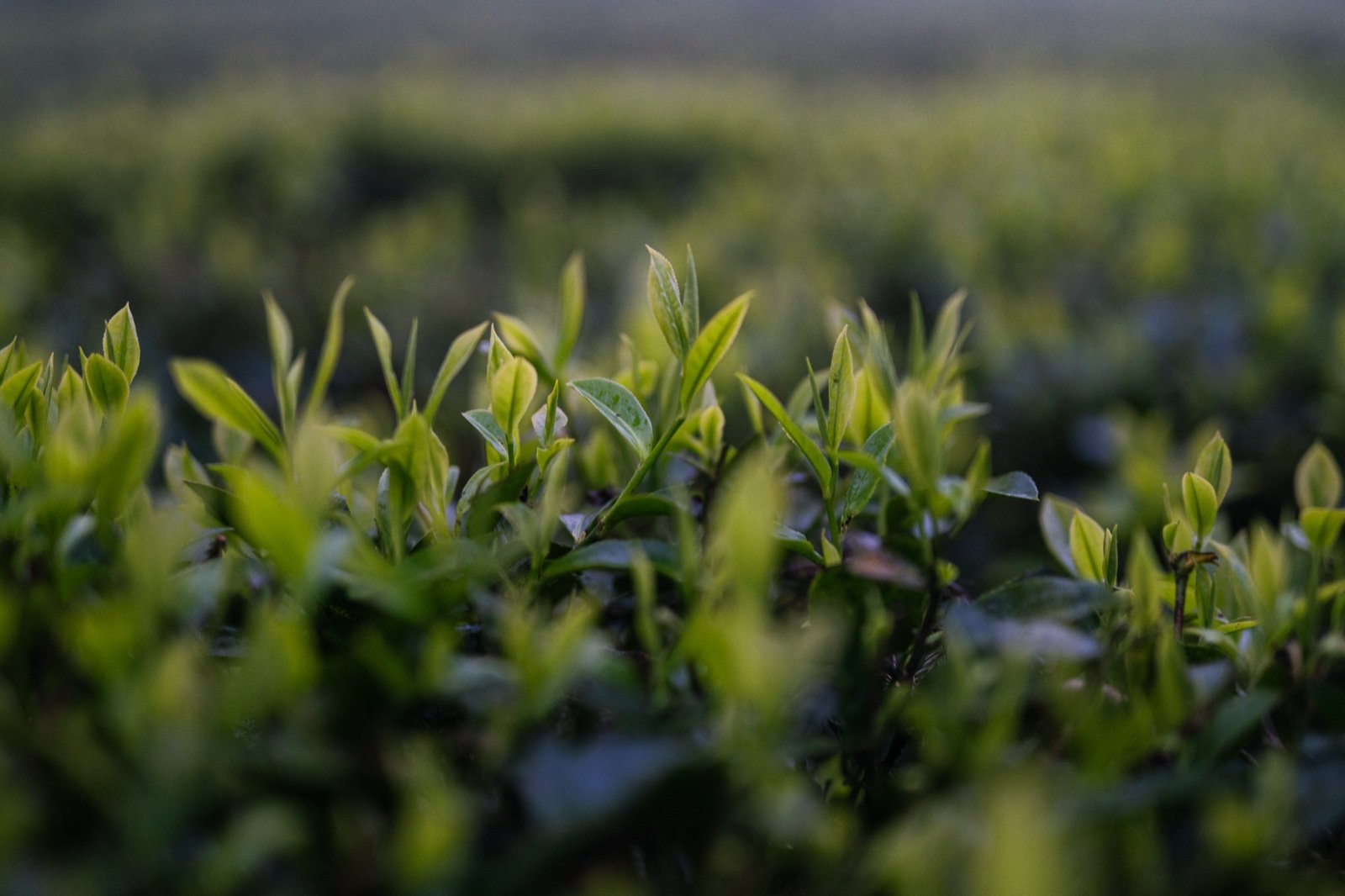 Krzew herbaciany z pąkiem i dwoma liśćmi — sposób zbioru orthodox tea z Nepalu