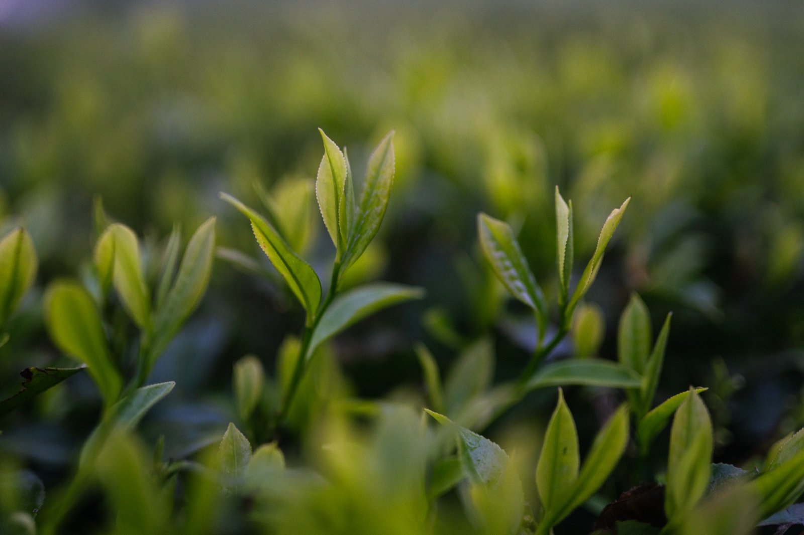 Opakowania herbaty z Nepalu z widocznymi numerami partii — Heavenly Lake, First Flush, Emerald Valley
