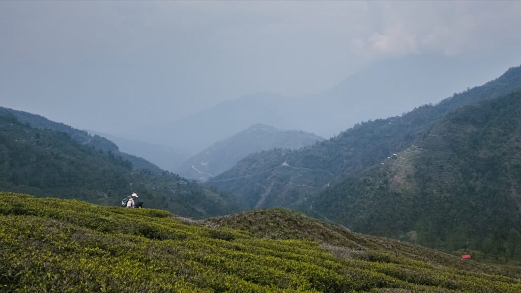 Plantacja herbaty w Ilam (Nepal), 50 kilometrów od Darjeeling, mgła nad zboczami