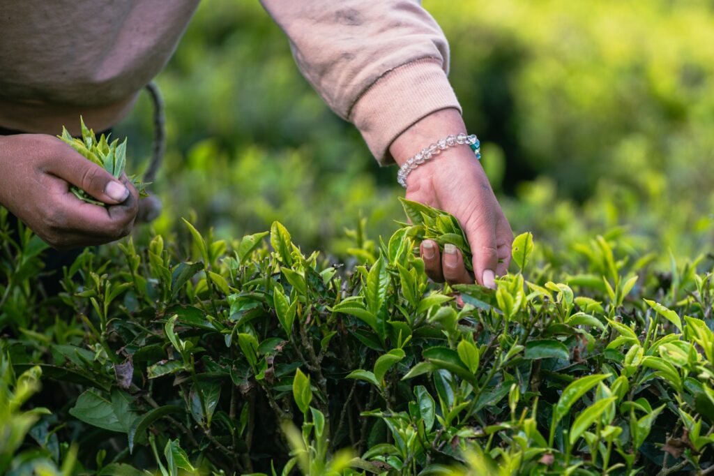 Ręczny zbiór herbaty — pąk i dwa listki, plantacja w Ilam, Nepal
