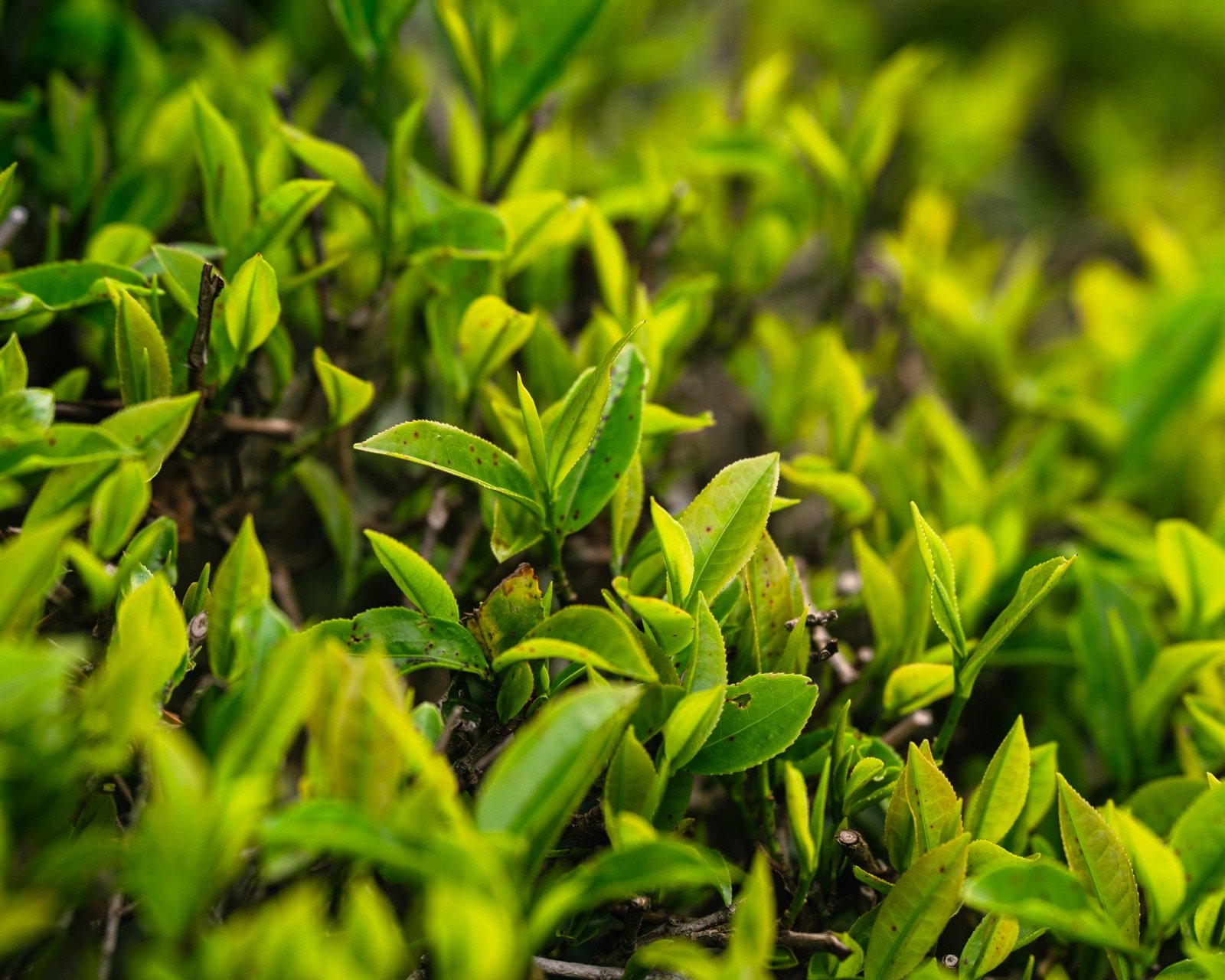 Świeże liście herbaty Camellia sinensis na plantacji w Ilam