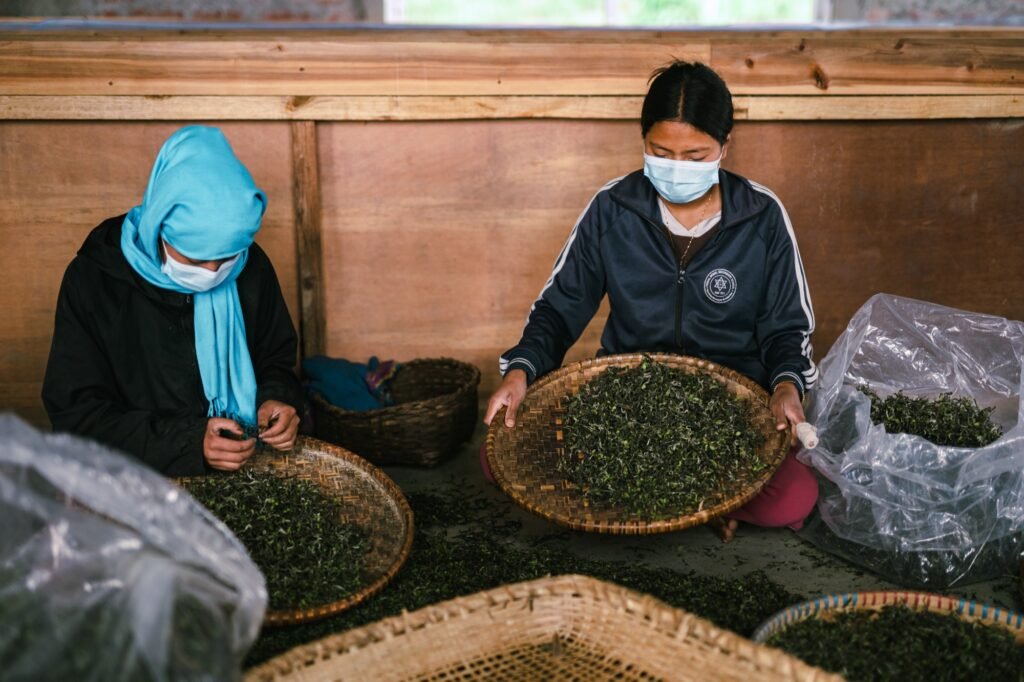 Sortowanie i selekcja świeżych liści herbaty w Ilam, Nepal