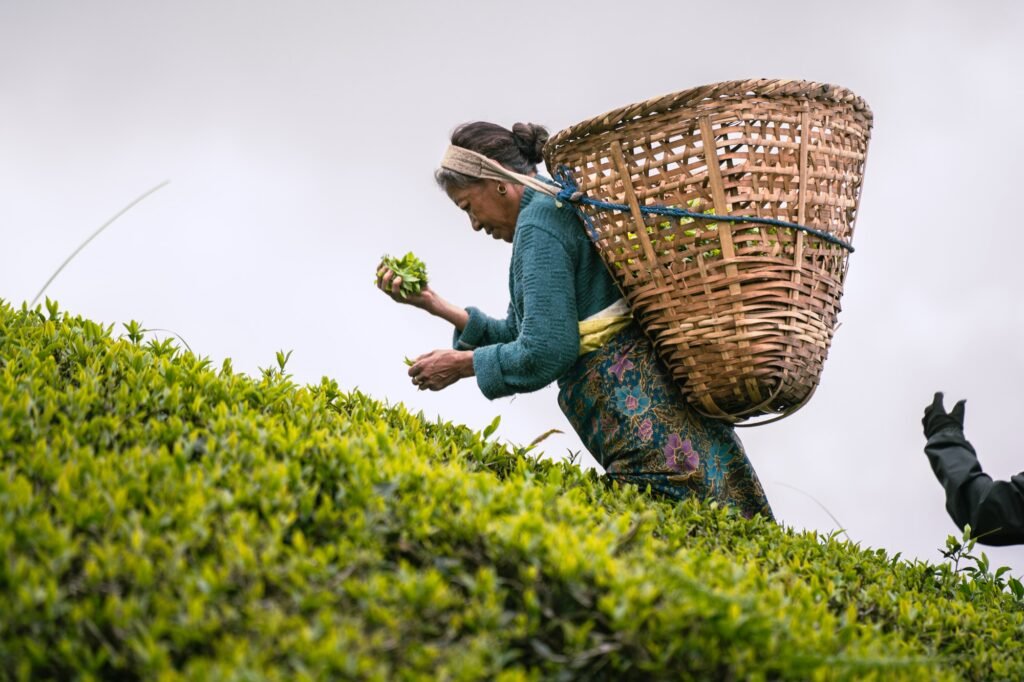 Nepalska zbieraczka herbaty z bambusowym koszem na plantacji w Ilam